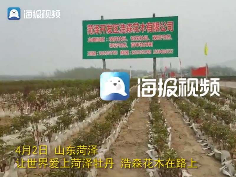 市牡丹產(chǎn)業(yè)中心、市宣傳部的領(lǐng)導(dǎo)及各大媒體來(lái)公司基地考察指導(dǎo)工作