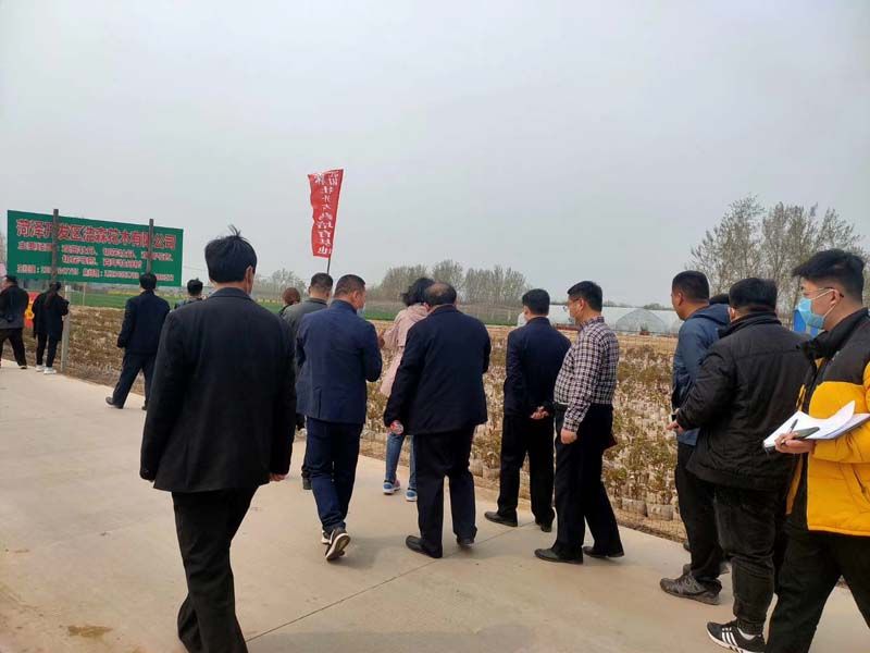 市牡丹產(chǎn)業(yè)中心、市宣傳部的領導及各大媒體來公司基地考察指導工作
