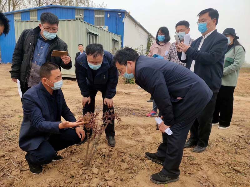 市牡丹產(chǎn)業(yè)中心、市宣傳部的領導及各大媒體來公司基地考察指導工作
