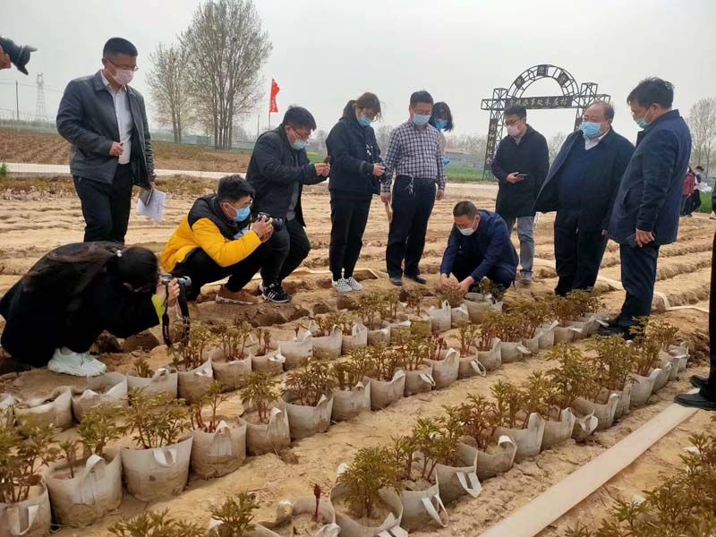 市牡丹產(chǎn)業(yè)中心、市宣傳部的領導及各大媒體來公司基地考察指導工作